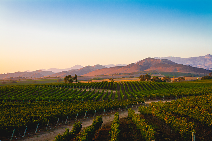 A vineyard in Santa Ynez, close to Santa Barbara California