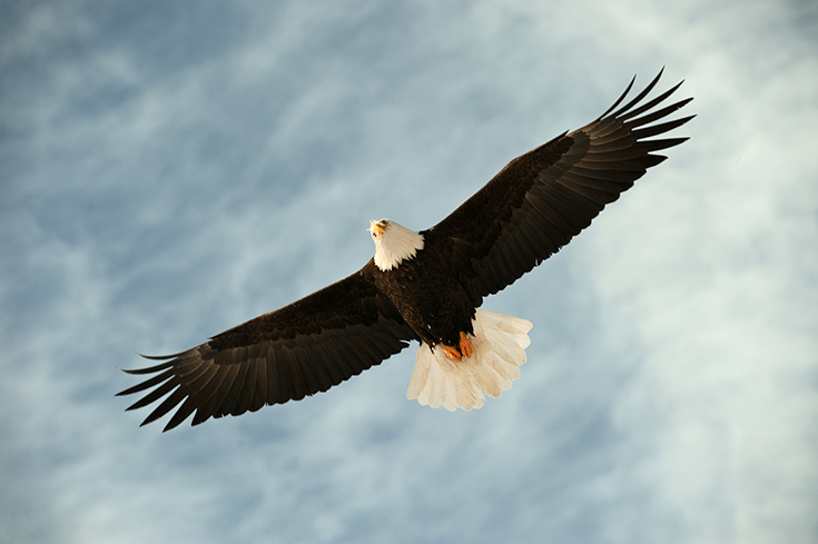 A bald eagle flies overhead and looks down at the earth