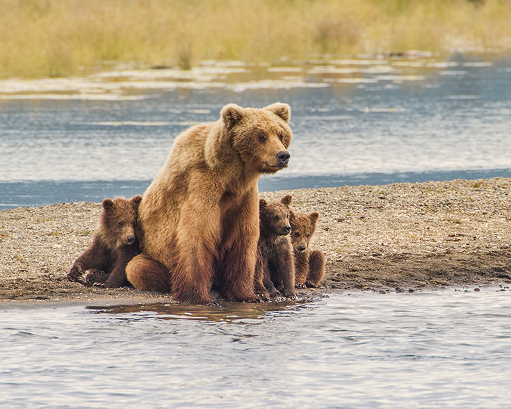 Three Bears gather at the bank of a river