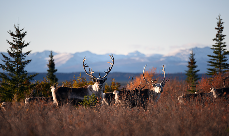 Caribou look at the camera as they graze in a field