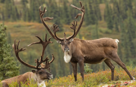 two bull caribou graze in Denali National Park