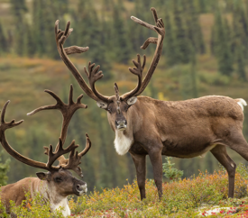 two bull caribou graze in Denali National Park
