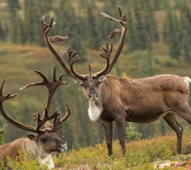 two bull caribou graze in Denali National Park