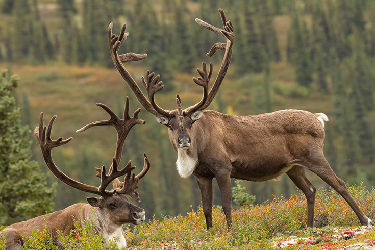 two bull caribou graze in Denali National Park