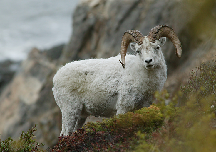 A Dall Sheep grazes on Alaskan tundra