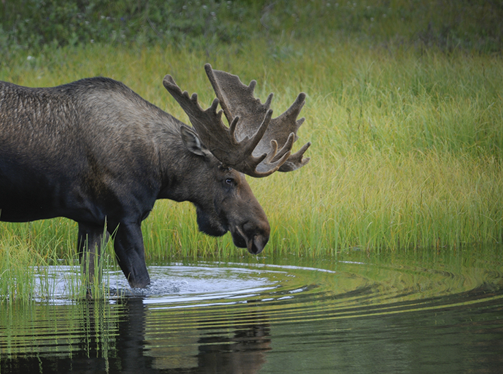 A moose stands over a pond as it searches for pond weeds to eat