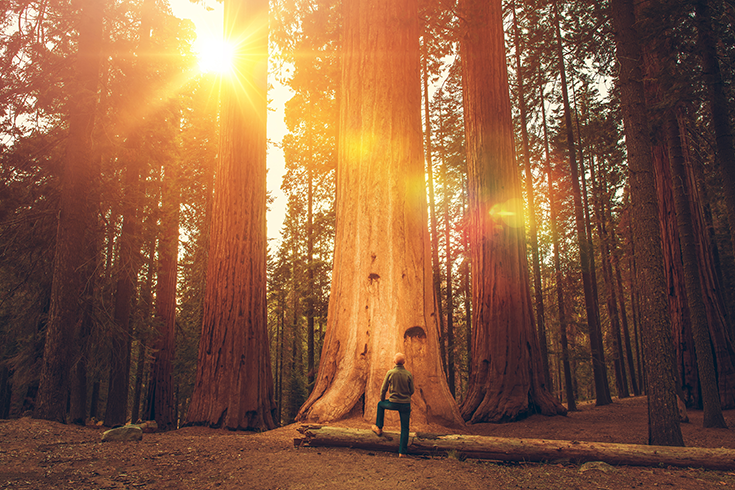 A person stares up at a Redwood tree that towers over them