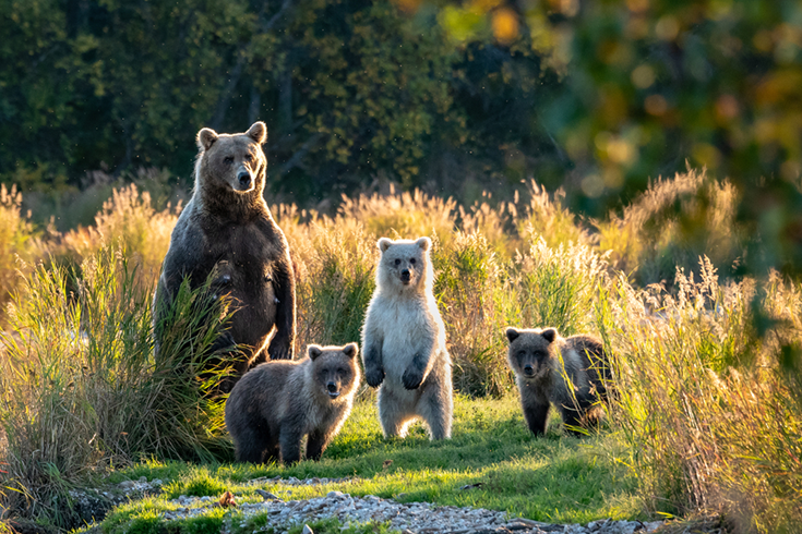 Bears stand up tall in Alaska