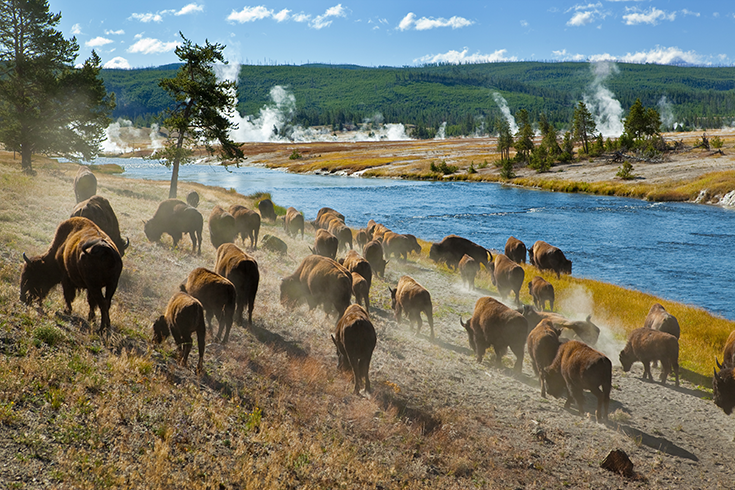 Fall in Yellowstone