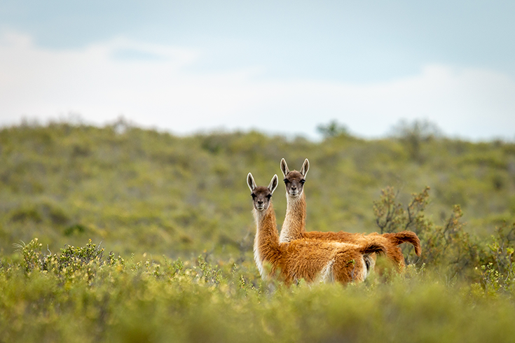 Two Guanacas look across a field