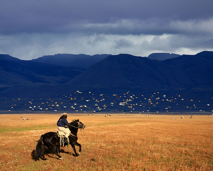 A Gaucho on horseback runs across a field