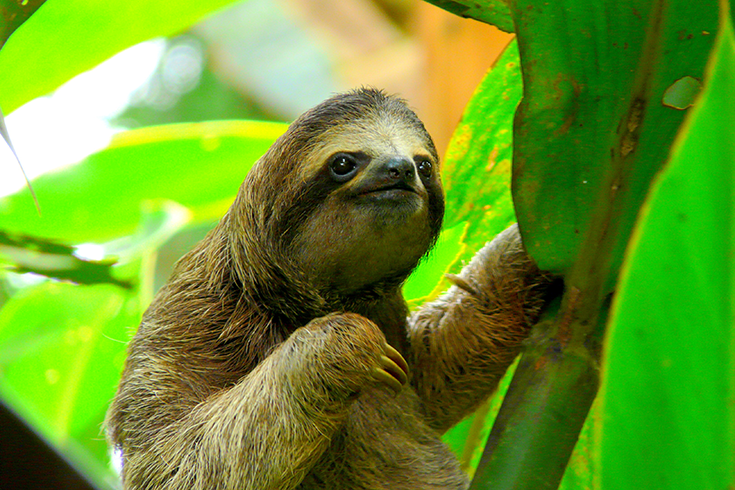 A Sloth crawls up a branch