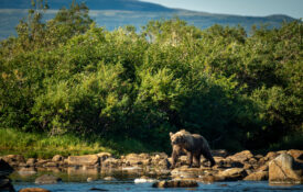 Katmai National Park Grizzly Bear near a river with mountains in the background photographed on an Off the Beaten Path Trip