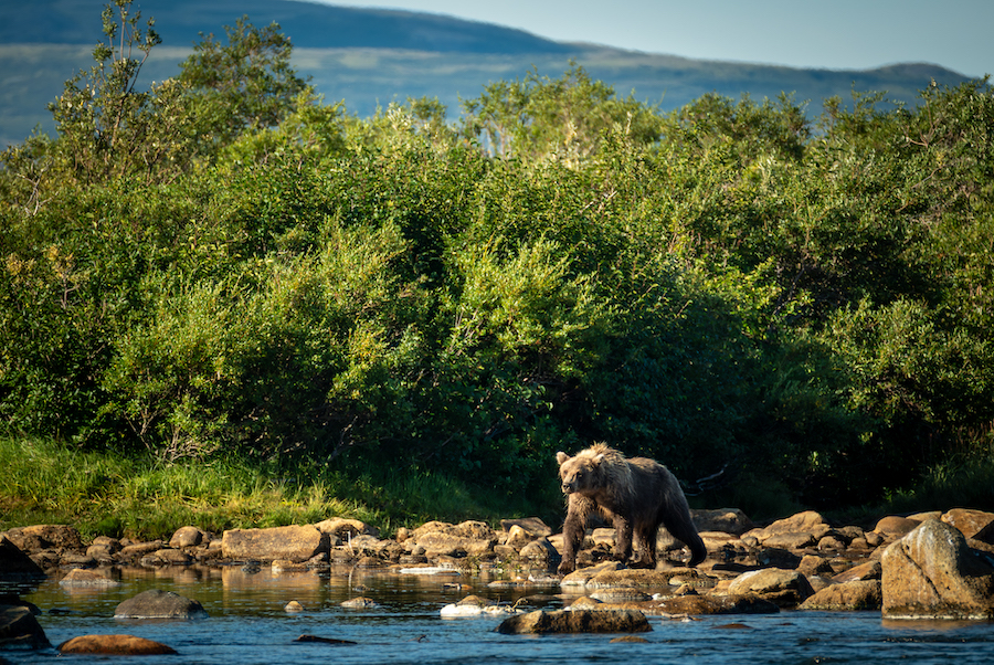Katmai National Park Grizzly Bear near a river with mountains in the background photographed on an Off the Beaten Path Trip