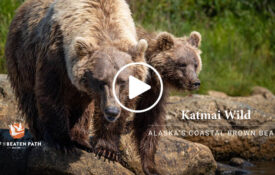 the famous brown bears of katmai national park in alaska