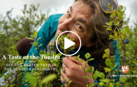 A Taste of the Tundra, a short video about Denali's delicious backcountry by Off the Beaten Path Travel