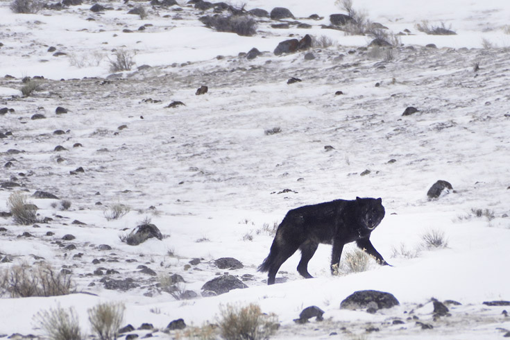 a dark grey wolf walking along snow-covered ground in yellowstone national park