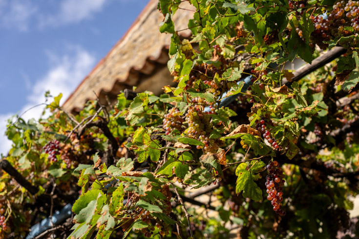 Grape vines are tressled alongside a home in the town of Grožnjan.