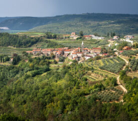 Vineyards surrounding the town of Grožnjan on the Istrian Peninsula.