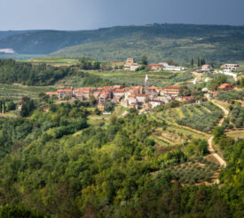 Vineyards surrounding the town of Grožnjan on the Istrian Peninsula.