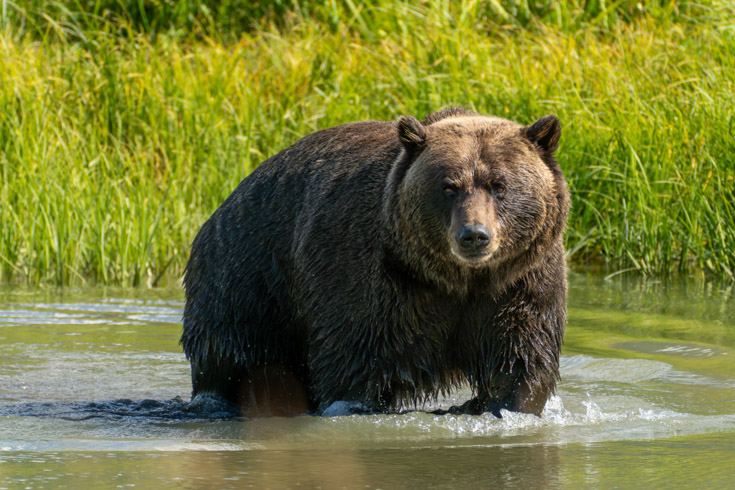 large grizzly bear wading through a river in Alaska