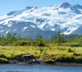 a grizzly bear on the banks of a river with Mount Douglas, Alaska, in the background