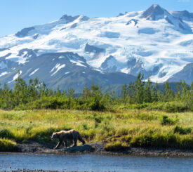 a grizzly bear on the banks of a river with Mount Douglas, Alaska, in the background