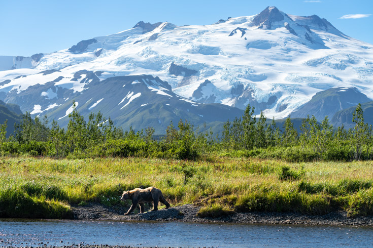a grizzly bear on the banks of a river with Mount Douglas, Alaska, in the background