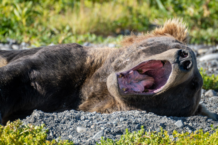 yawning grizzy bear laying on the ground