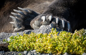 closeup image of grizzy bear paws
