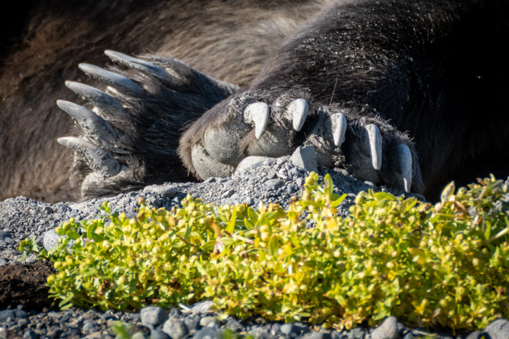 closeup image of grizzy bear paws