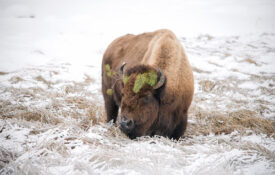 OBP_YNP-winer-magic_bison-princess bison framed in snowy background in Yellowstone national park in winter