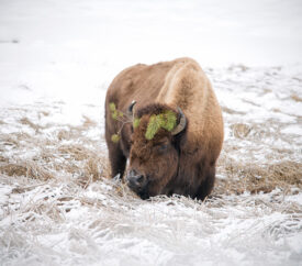 bison framed in snowy background in Yellowstone national park in winter