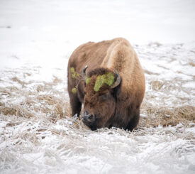 bison framed in snowy background in Yellowstone national park in winter