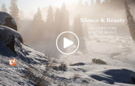 winter wonderland dreamy photo of yellowstone national park in the winter via off the beaten path travel company