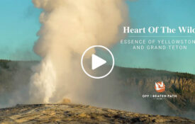 geyser in yellowstone national park during an off the beaten path tour