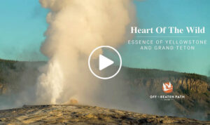 geyser in yellowstone national park during an off the beaten path tour