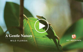 gecko on leaf in wild florida during off the beaten path small group adventure