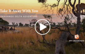 slide featuring lion in tree with off the beaten path branding and title for video "Take It Away With You | Okavango Delta Adventure"