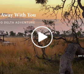 slide featuring lion in tree with off the beaten path branding and title for video "Take It Away With You | Okavango Delta Adventure"