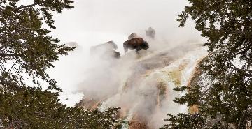 Yellowstone bison against thermal features