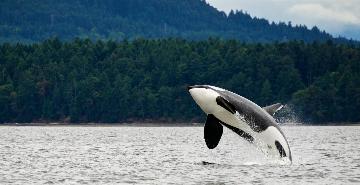 Killer views of killer whales
