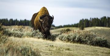 Bison roaming Custer State Park