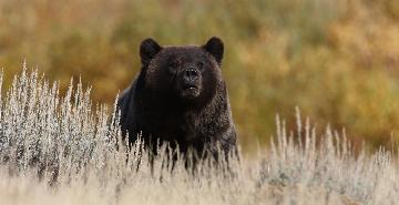 grizzly bear in yellowstone national park