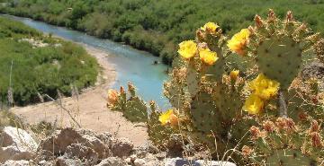 Blooming Prickly Pear Cactus