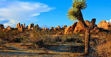 Joshua Tree National Park