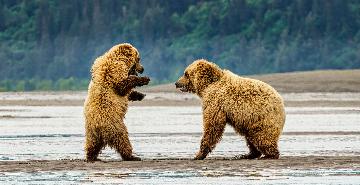 Bears playing in Alaska