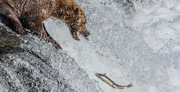 A bear reaches for a spawning fish