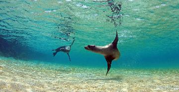 sea lions swimming in the Galapagos