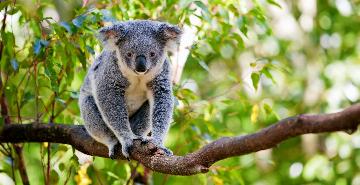 Koala in a gum tree